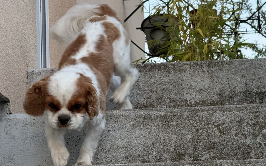 What My Dog Taught Me About Soil